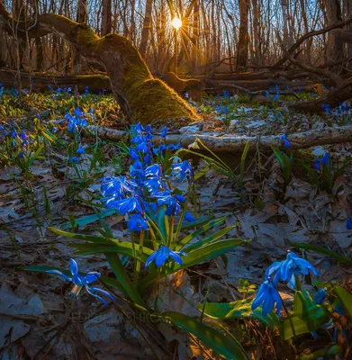 Весенний лес на закате. Photographer Lashkov Fedor