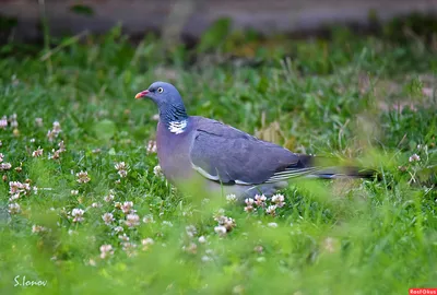 Igar Dadzkov on X: \"Ringdove. Ringduva. Лесной голубь; вяхирь. #nature  #birds #ringdove #ringduva #BirdsPhoto https://t.co/c7GBqDnLJ8\" / X