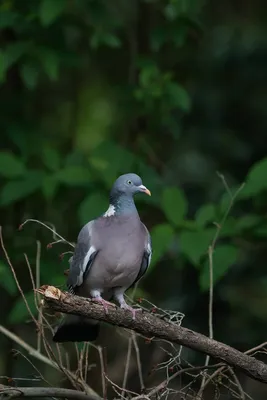 Лесной красавец... / Вяхирь (лесной голубь, витютень, Columba palumbus)