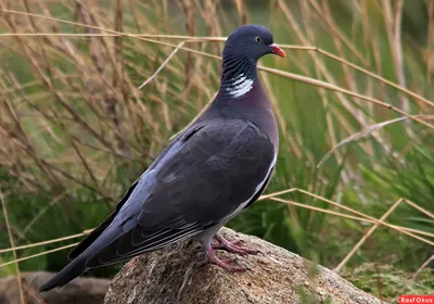 Голоса птиц Как поёт Вяхирь (Columba palumbus) - YouTube