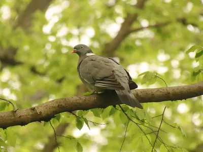 Учимся распознавать птиц: вяхирь, лесной голубь | Куршская Коса -  национальный парк