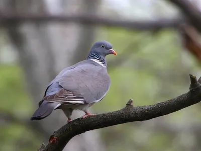 Вяхирь (Columba palumbus)