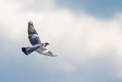 Лесной красавец... / Вяхирь (лесной голубь, витютень, Columba palumbus)