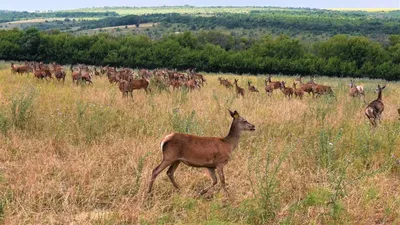 Лесной олень лесной олень 132к» — создано в Шедевруме