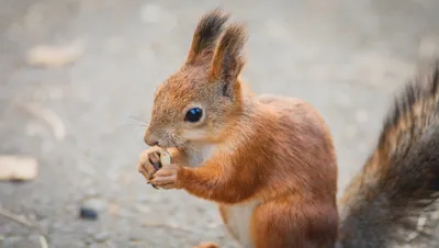 На самом деле белка-летяга не... - animals_interesting_facts | Facebook