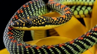 Рай Летающие Змеи — стоковые фотографии и другие картинки Paradise Tree  Snake - Paradise Tree Snake, Arboreal Animal, Tree Snake - iStock