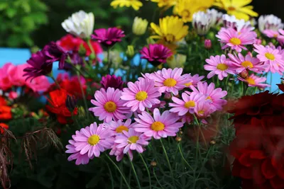 Красивые картинки лето цветы - 67 фото