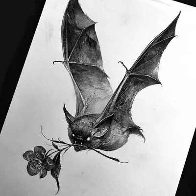 Рисунок карандашом летучая мышь - 72 фото