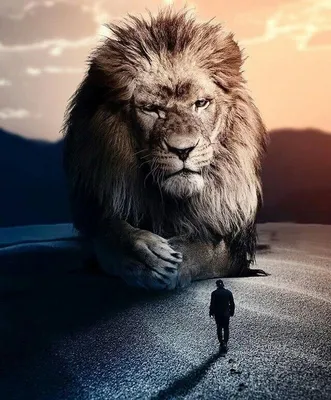 Человек и кошка)) | Lion pictures, Lion images, Lion wallpaper