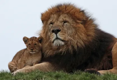 Скачать обои львы, семья, лев, львёнок, lions разрешение 1440x900 #130048