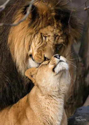 Лев и львица любовь фотографии