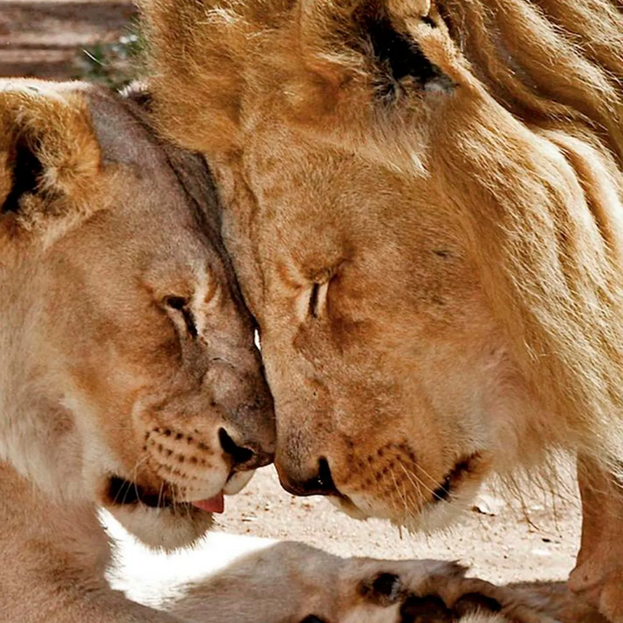 Любовный лев неделя. Лев и львица. Влюбленные львы. Львы нежность. Львы любовь.