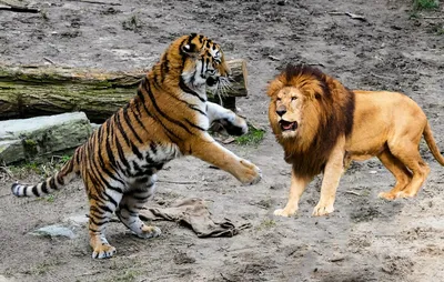 Лев и тигр фото