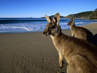 Скачать 800x600 кенгуру, прыгуны, красивые, глаза, пляж, горы, песок, вода,  шерсть обои, картинки pocket pc, pda, кпк