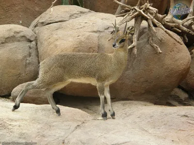 Антилопа-прыгун - Антилопы | Некоммерческий учебно-познавательный  интернет-портал Зоогалактика