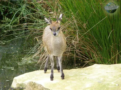 Антилопа-прыгун - Антилопы | Некоммерческий учебно-познавательный  интернет-портал Зоогалактика