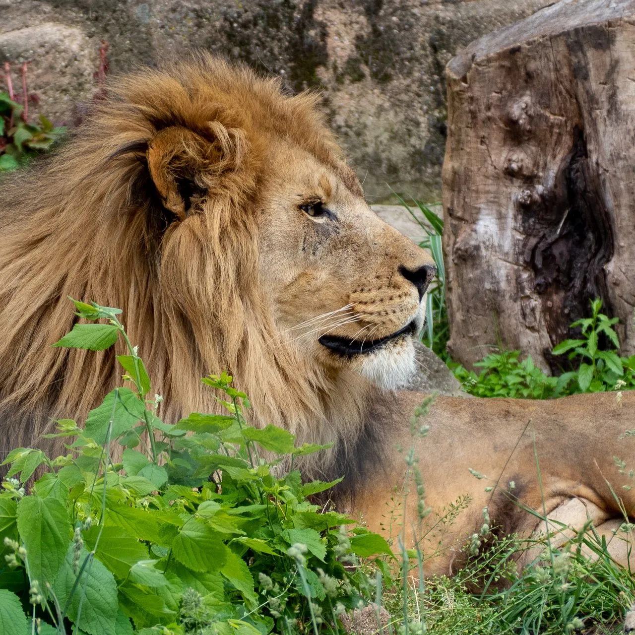 Царь зверей том 2. Лев Король зверей. Лев царь зверей. Африканский Лев царь зверей. Супер Лев.