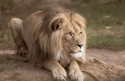 Male Lion on White Stock Photo by ©PhotosVac 96861720