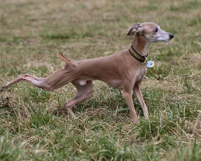 Левретка (Italian Greyhound) - это небольшая, стройная, изящная порода  собака. Описание, отзывы и фото собаки.