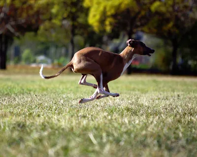 Левретка (Italian Greyhound) - это небольшая, стройная, изящная порода  собака. Описание, отзывы и фото собаки.