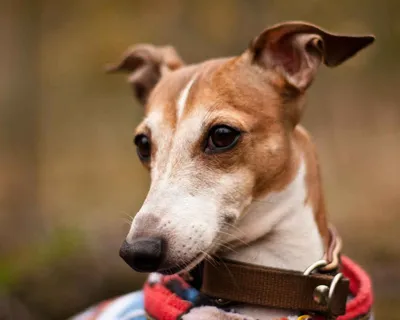 Левретка (Italian Greyhound) - это небольшая, стройная, изящная порода  собака. Описание, отзывы и фото собаки.