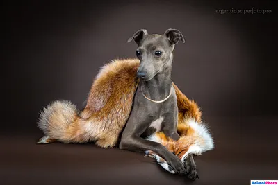 Фото животных: Левретка, piccolo levriero italiano. Лариса Мурзина. -  ANIMAL PHOTO