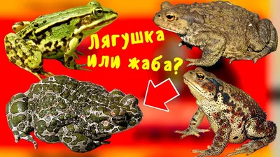 ЧЕМ отличается ЛЯГУШКА от ЖАБЫ, вы точно не знали это о жабе - YouTube