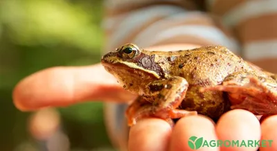 Польза и вред от жаб в саду - Agro-Market