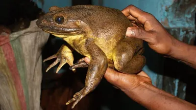 Исследование: крупнейшие в мире лягушки сами выкапывают пруды для потомства  | За рубежом | ERR