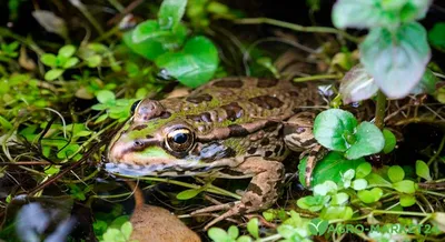 Золотая ядовитая лягушка: фото, ареал обитания золотой ядовитой лягушки –  читайте на Exomania