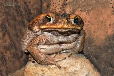 Поглазеем: сколько форм зрачков у жаб и лягушек? | Пикабу