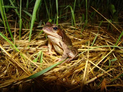 В Австралии обнаружили крупнейшую в мире жабу - РИА Новости, 20.01.2023