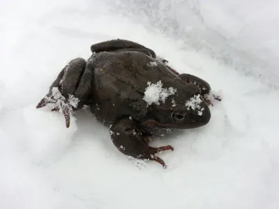 Что будет, если потрогать жабу: можно ли трогать жаб и лягушек руками
