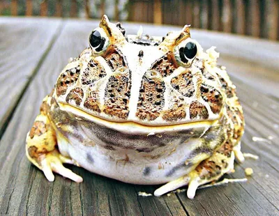 Пожалейте лягушек и жаб! - Тверь24 - новости в Тверском регионе