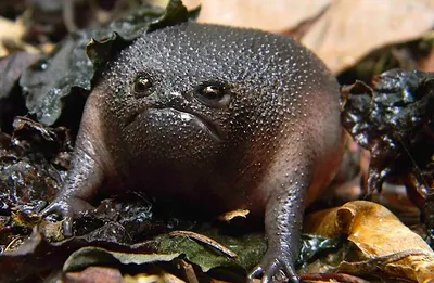10 самых крутых и необычных лягушек и жаб в мире