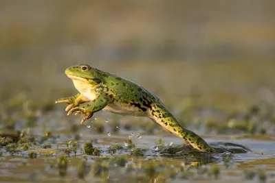 GISMETEO: Чем отличаются лягушки и жабы? Показываем - Животные | Новости  погоды.