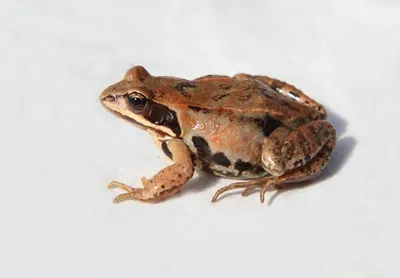 Остромордая лягушка — Википедия