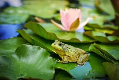 Лягушка-бык (Lithobates catesbeianus)