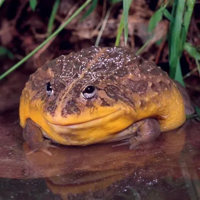 Лягушка-бык (Lithobates catesbeianus)