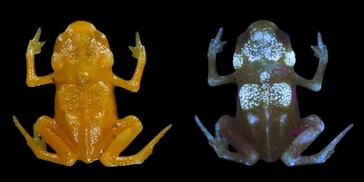 Крошечные бразильские лягушки могут светиться под ультрафиолетом