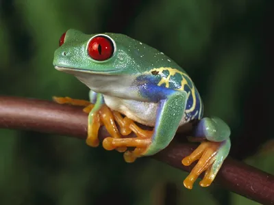 Из-за повышения температуры лягушки и жабы становятся «вегетарианцами» —  Naked Science