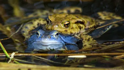 Попрыгали! В Германии спасают жаб, лягушек и тритонов – DW – 17.02.2023