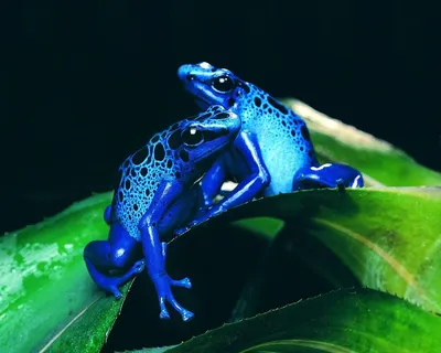 лягушки картинка #388392 - Синие лягушки обои для рабочего стола, картинки,  фото, 1280x1024. | Dart frog, Frog pictures, Frog - скачать