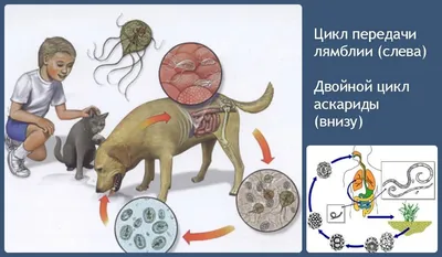 Лямблии у собак лечение (84 фото) - картинки sobakovod.club