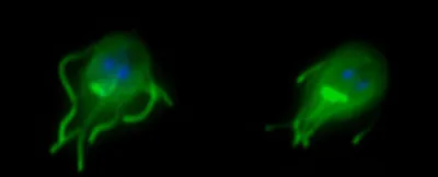 Кишечный паразит разрушает клетки под видом человеческого белка - Наука -  ТАСС