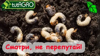 Отряд Жуки, или Жесткокрылые- Coleoptera