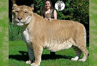 Реальные гибриды животных: лигр и тигон. Что это за животные? | Животный  друг :) | Дзен
