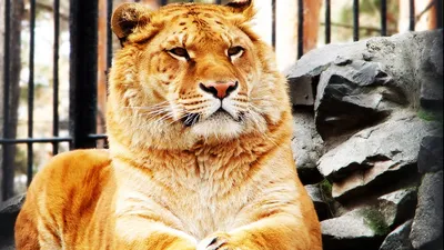 Лигр Геркулес-самая огромная кошка в мире! Гибрид самца льва и самки тигра.  - YouTube