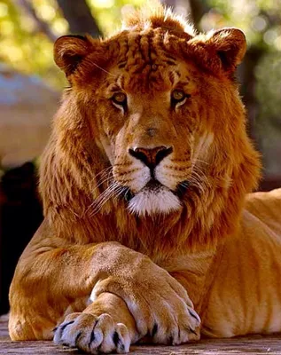 Гибрид льва и тигра - 76 фото