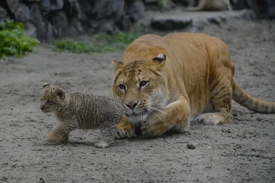 Ребенок льва и тигра - картинки и фото koshka.top